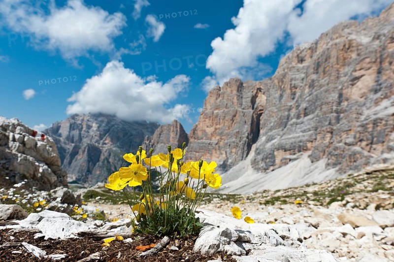 Yellow alpine poppy or Rhaetian alpine poppy