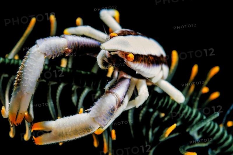 Feather Star Jumping Shrimp