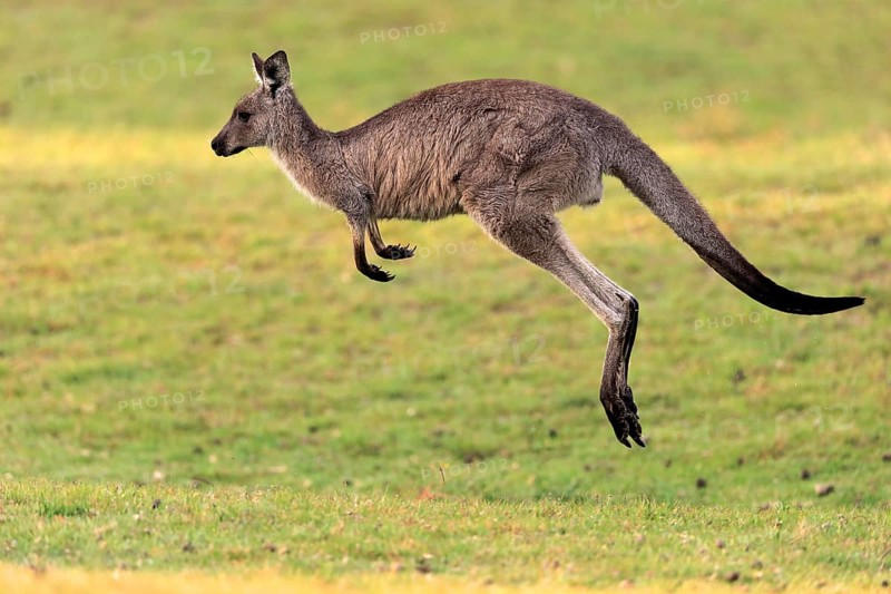 Eastern grey kangaroo