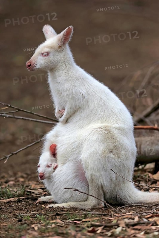 Red-necked wallaby