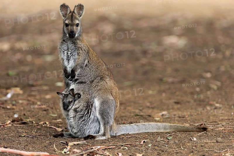 Red-necked wallaby