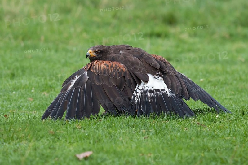 Harris's hawk