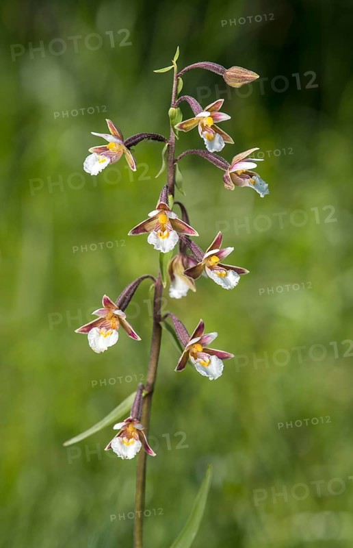 Marsh Helleborine