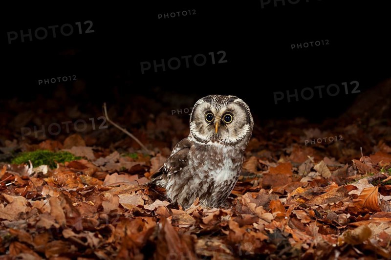 Tengmalm's owl