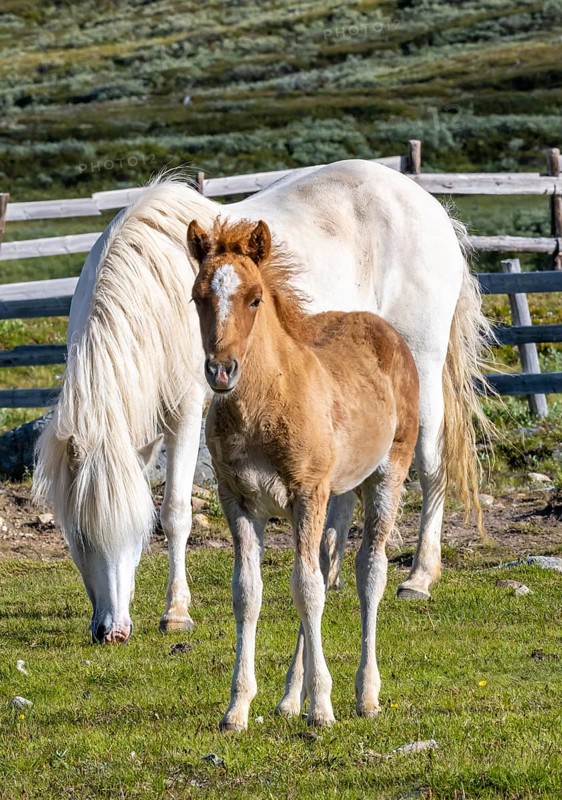 Norwegian fjord horses