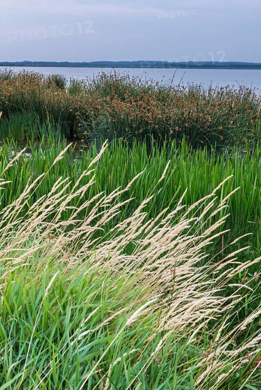 Shore landscape in the Filso nature reserve