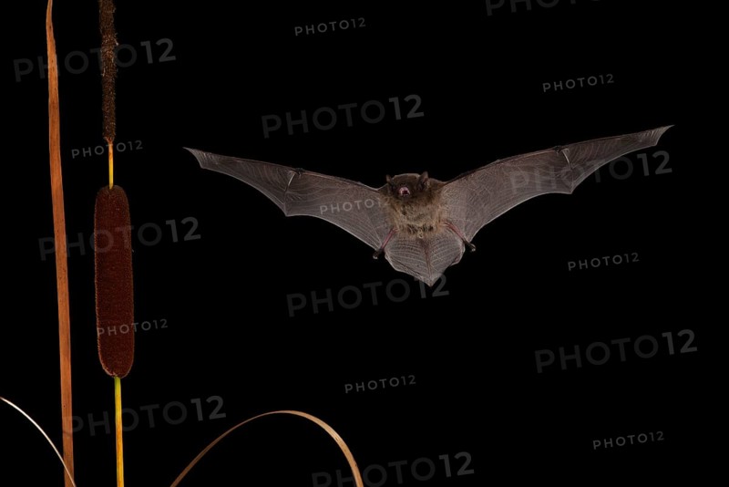 Nathusius's pipistrelle