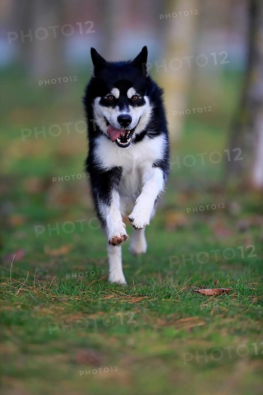 Alaskan Malamute