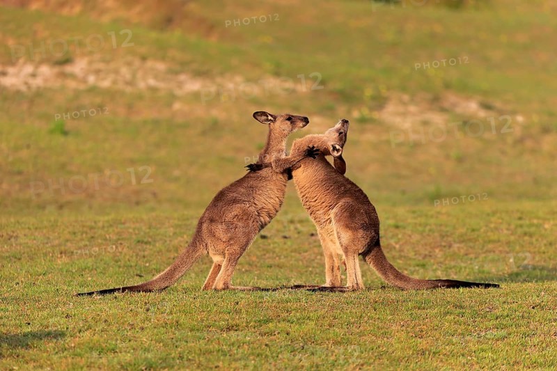 Eastern grey kangaroo