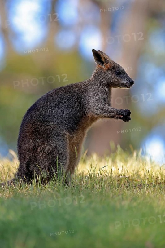 Swamp wallaby