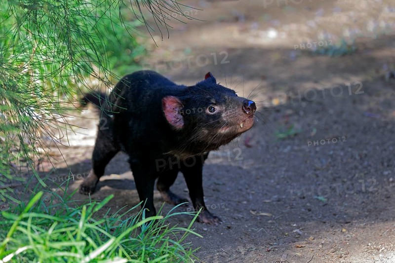 Tasmanian devil