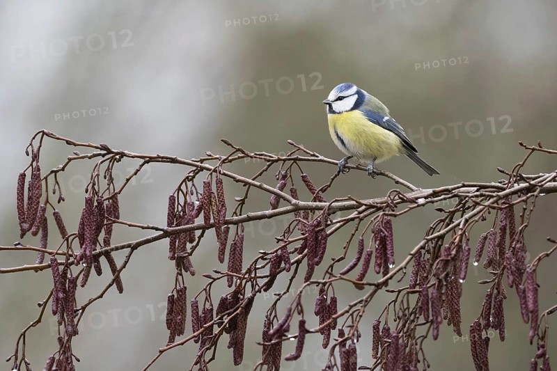 Blue tit
