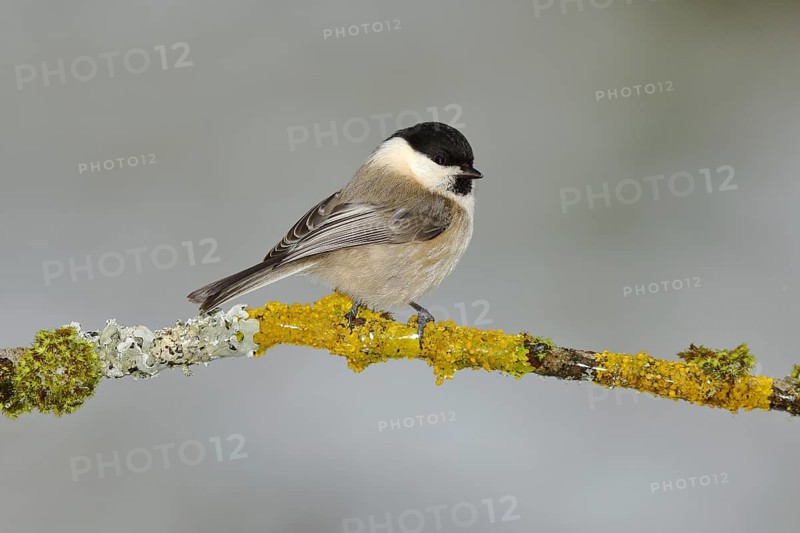 Willow tit