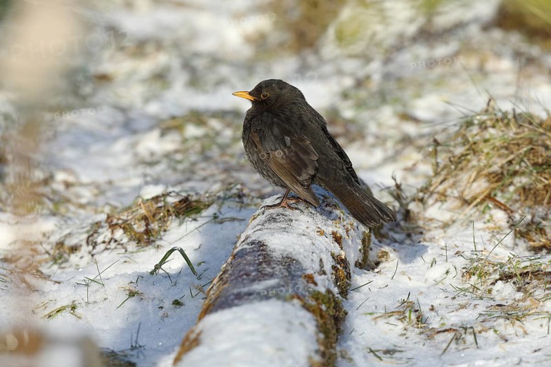 Blackbird
