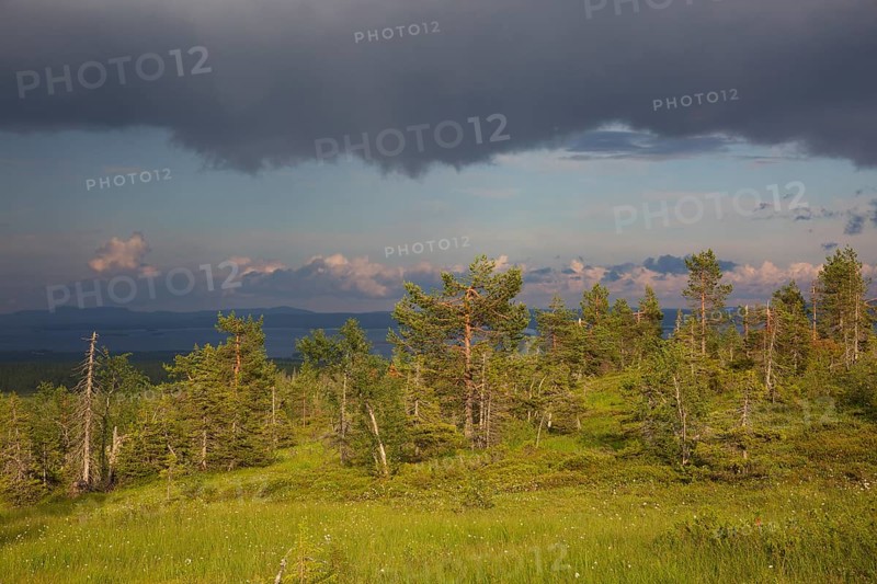 Slope bog in Riisitunturi National Park