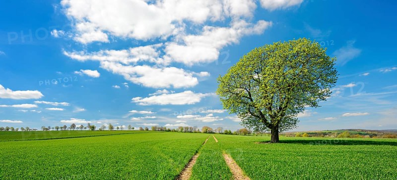 Large solitary horse chestnut on a green field