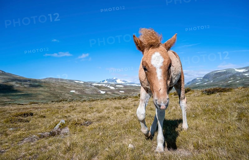 Norwegian fjord horse