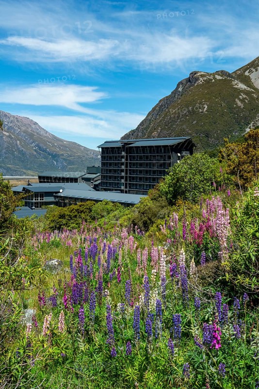 Purple Multileaved Lupines