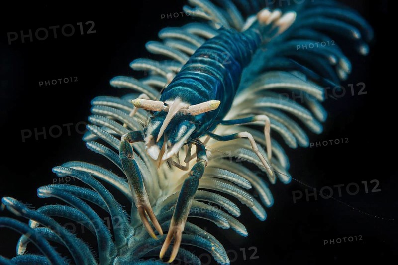Partner shrimp