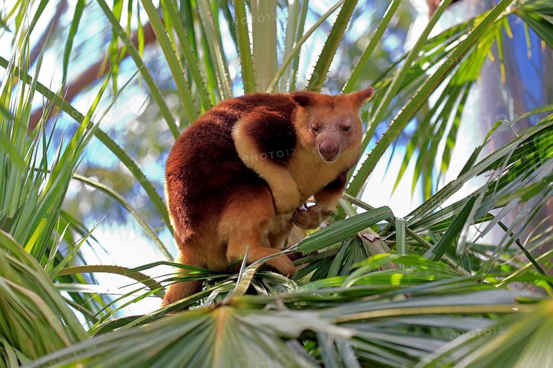Goodfellow tree kangaroo