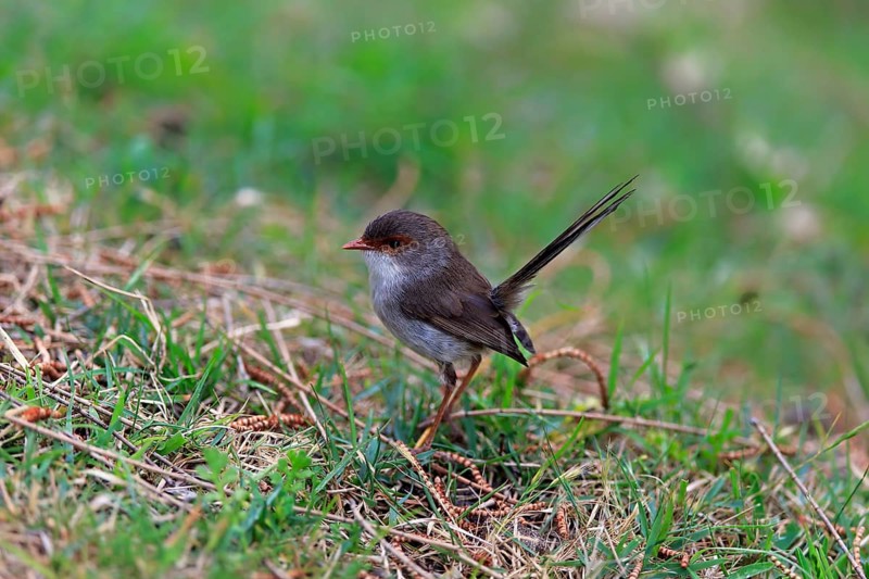 Superb fairywren