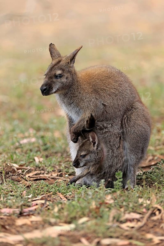 Red-necked wallaby