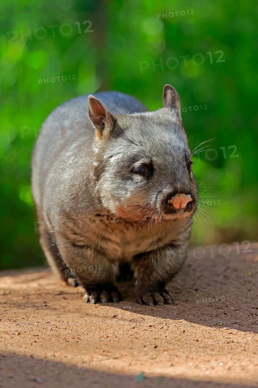 Southern hairy-nosed wombat