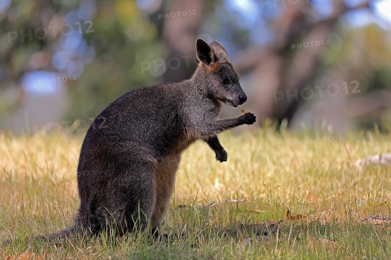 Swamp wallaby