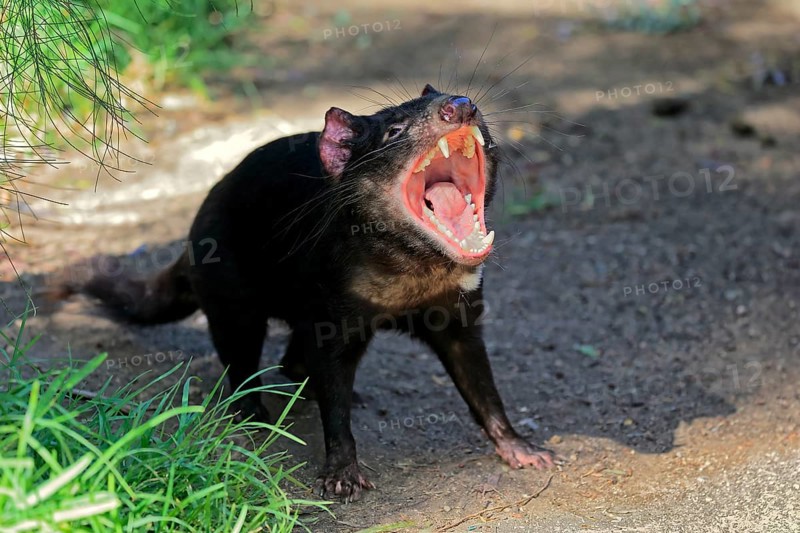 Tasmanian devil