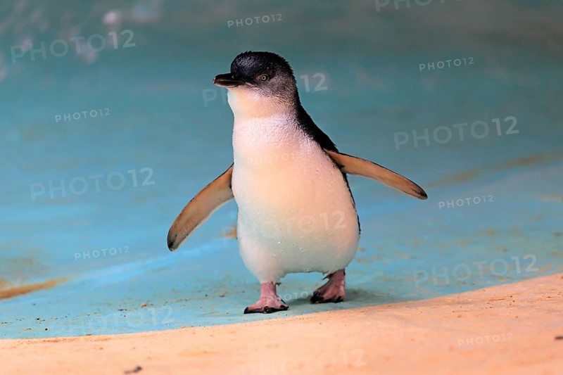 Little penguin