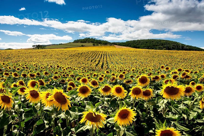 Field of sunflowers