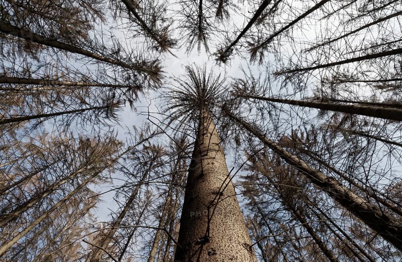 Dead spruce