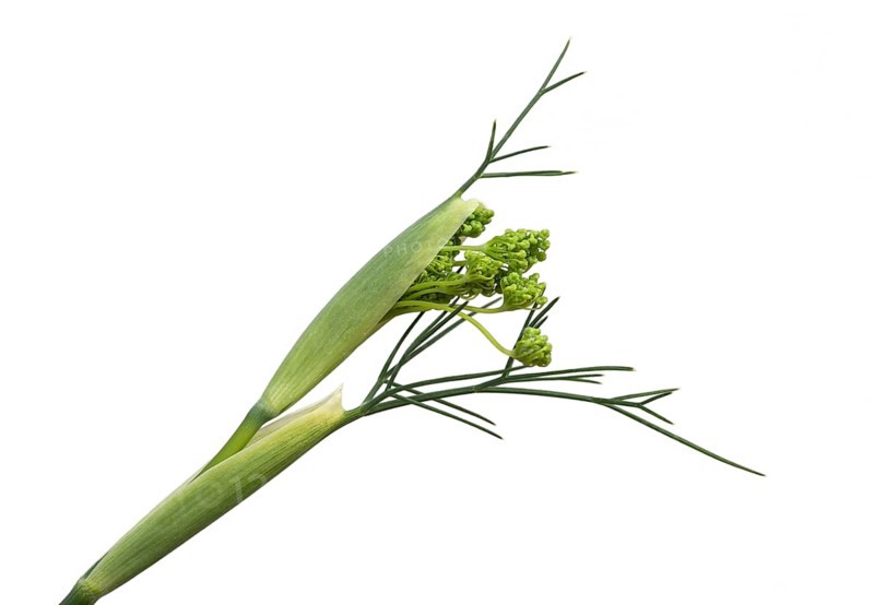 Unfurling flower umbel