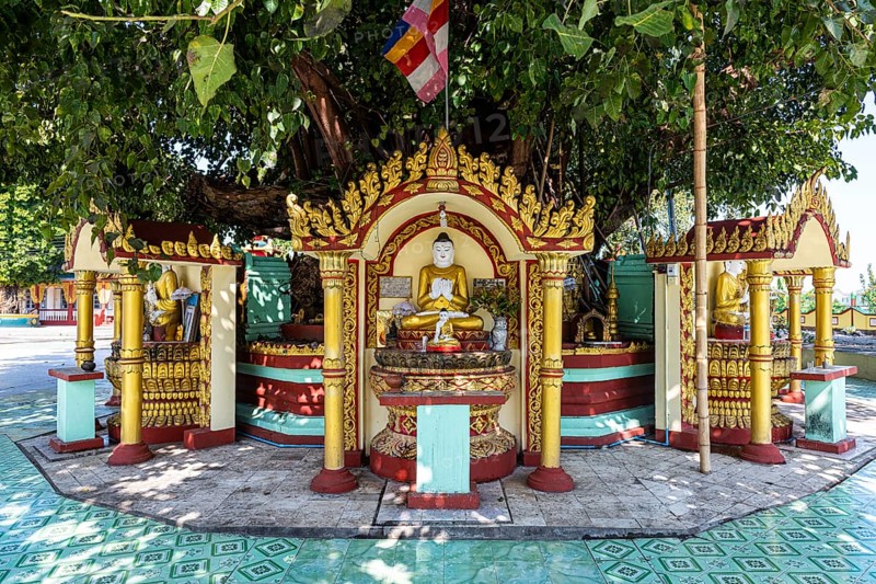 Buddha statues around a huge tree