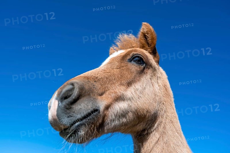 Norwegian fjord horse