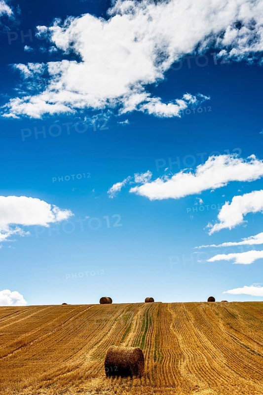 Straw bales after harvest