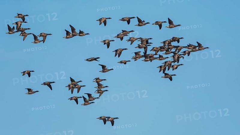 Brent Geese