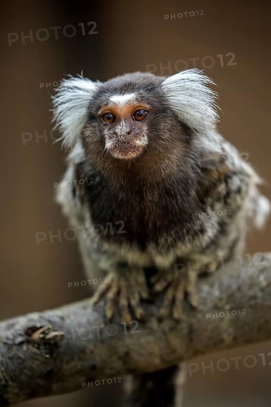 White-tufted marmoset