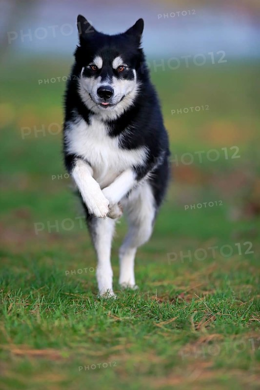 Alaskan Malamute
