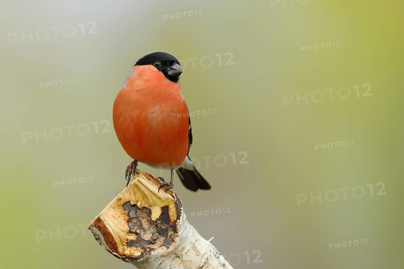 Eurasian bullfinch