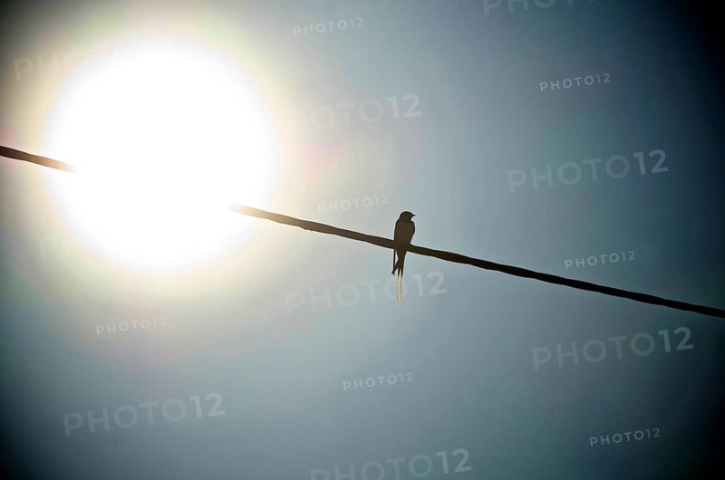 Swallow on power line