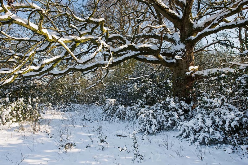 English oak