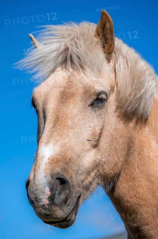 Norwegian fjord horse