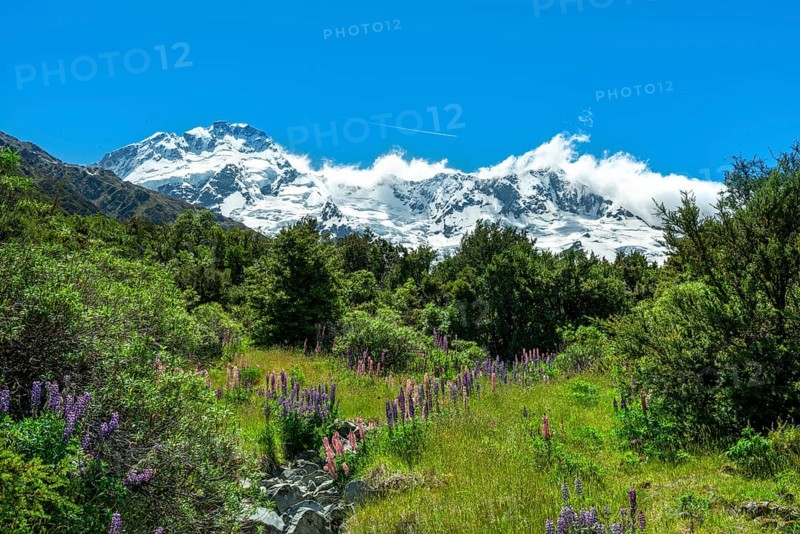 Purple Multileaved Lupines