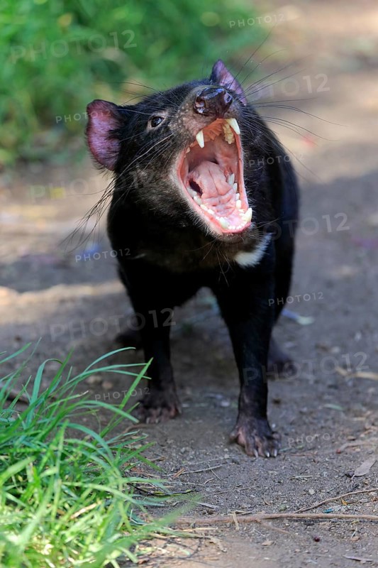Tasmanian devil