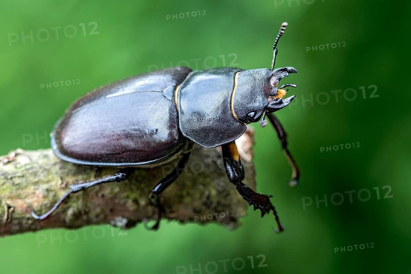 Anoplotrupes stercorosus