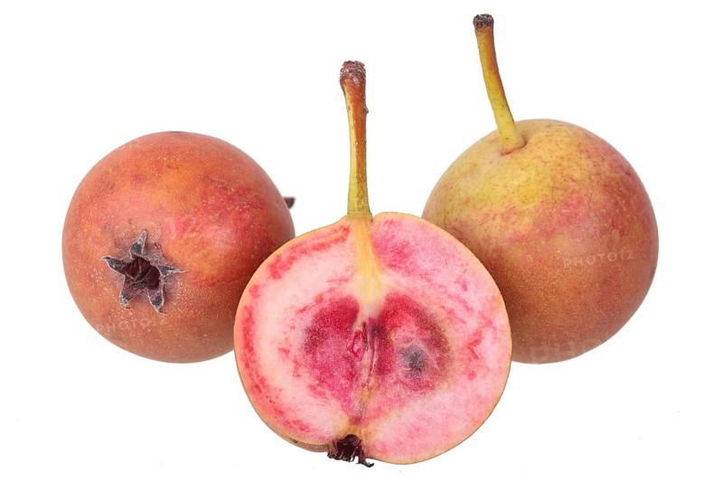 Pear variety Summerblood pear