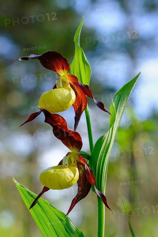 Yellow lady's slipper orchid