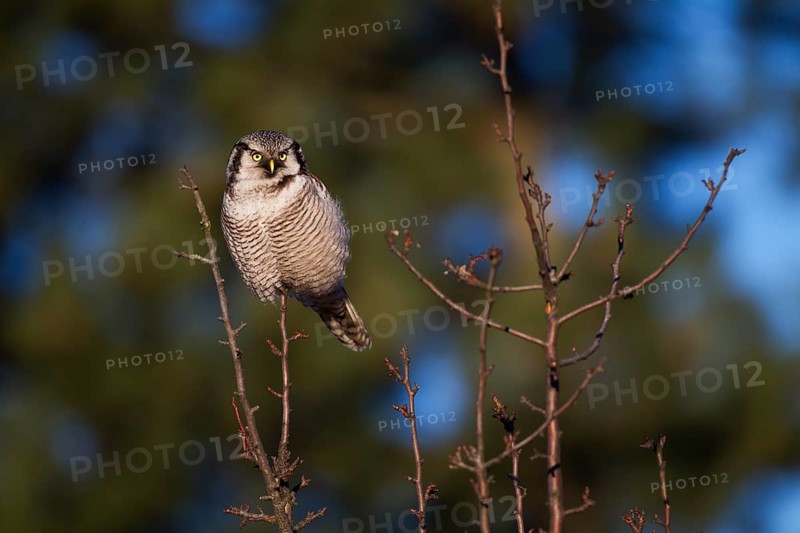 Northern Hawk Owl