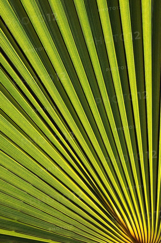 Leaf of a petticoat palm or Washington palm
